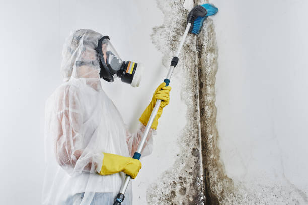 Best Toxic Mold Removal  in Cedar Crest, MA
