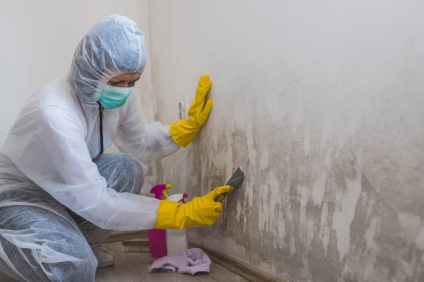 Best Attic Mold Removal  in Cedar Crest, MA