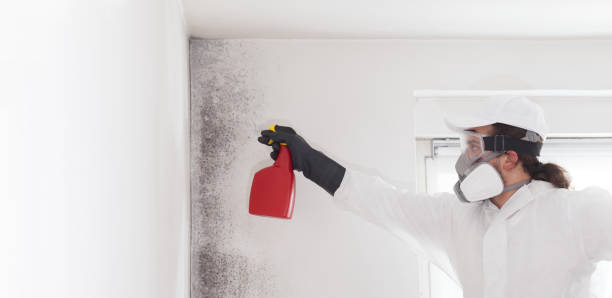 Office Mold Removal Services in Cedar Crest, MA
