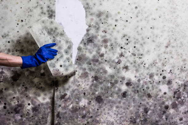 Best Best Mold Removal Companies  in Cedar Crest, MA
