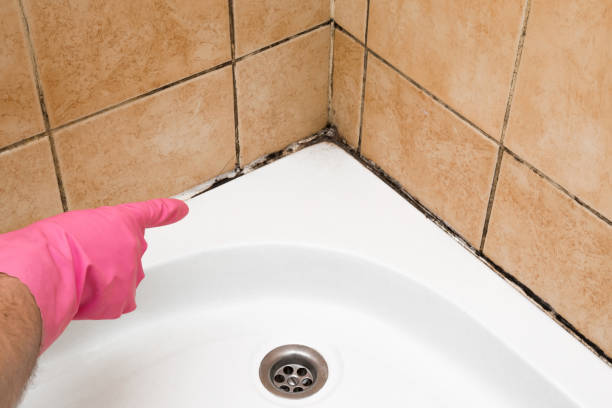 Best Mold Testing  in Cedar Crest, MA